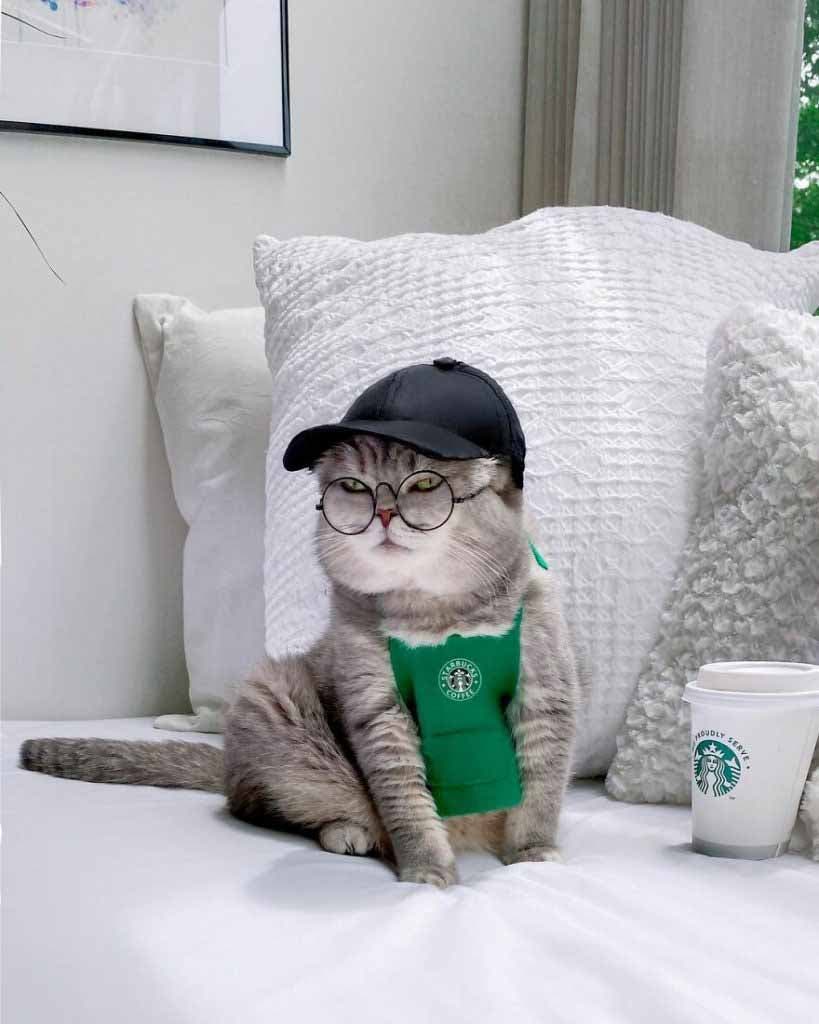 Le chat déguisé en employé chez Starbucks
