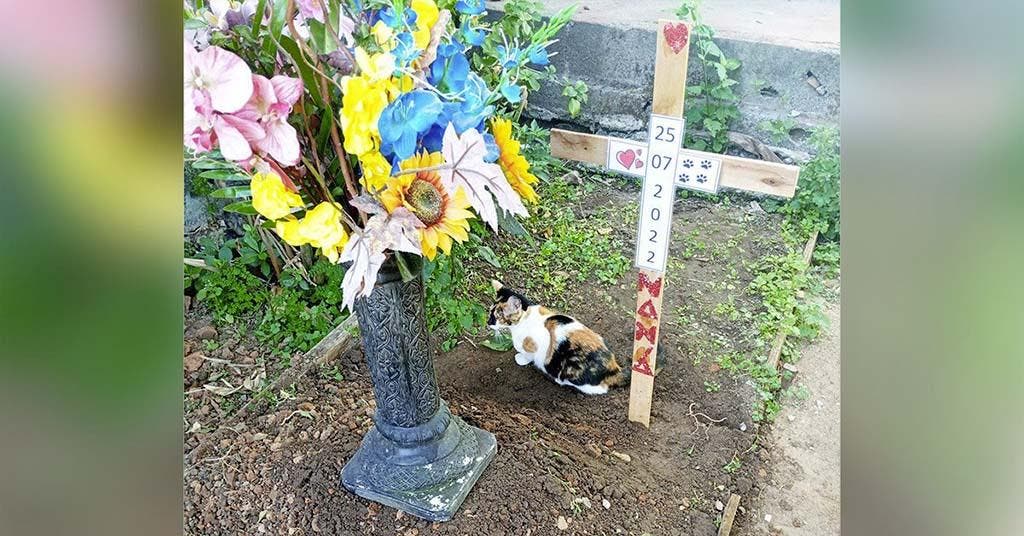Le chat devant la tombe