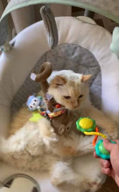 Le chat joue avec les jouets du bébé