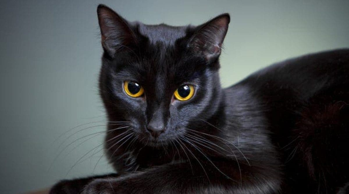 Le Chat Noir Apporte Prosperite Chance Et Fecondite Dans Un Foyer