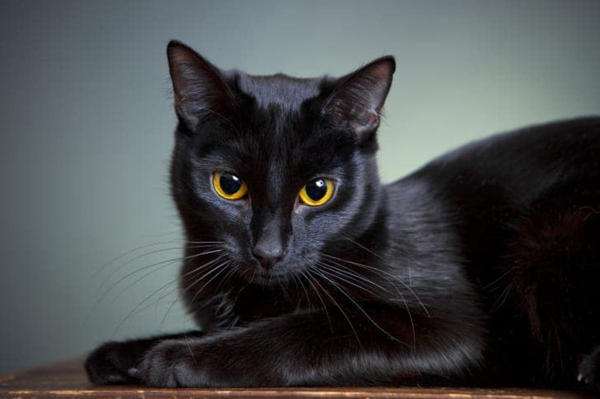 Le Chat Noir Apporte Prosperite Chance Et Fecondite Dans Un Foyer