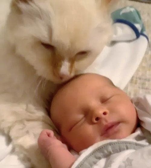 Le chat prend soin du nouveau-né