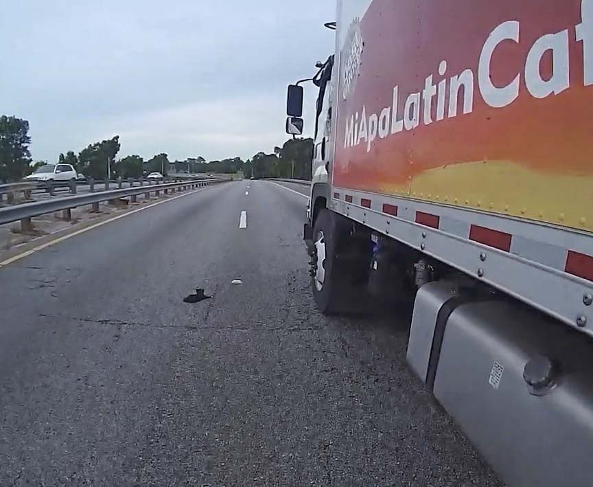 Le chaton au bord de l’autoroute