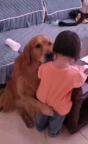 Le chien Harry protège la petite fille