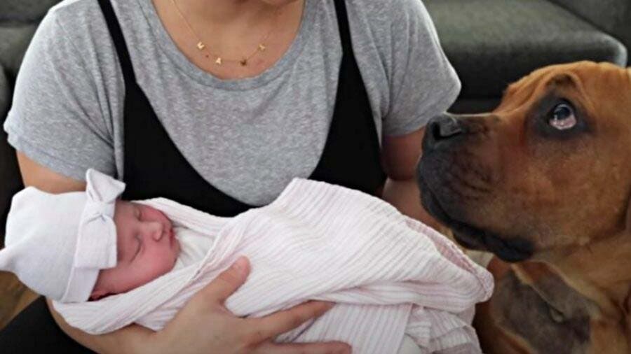 Le chien Kobe avec le nouveau-né