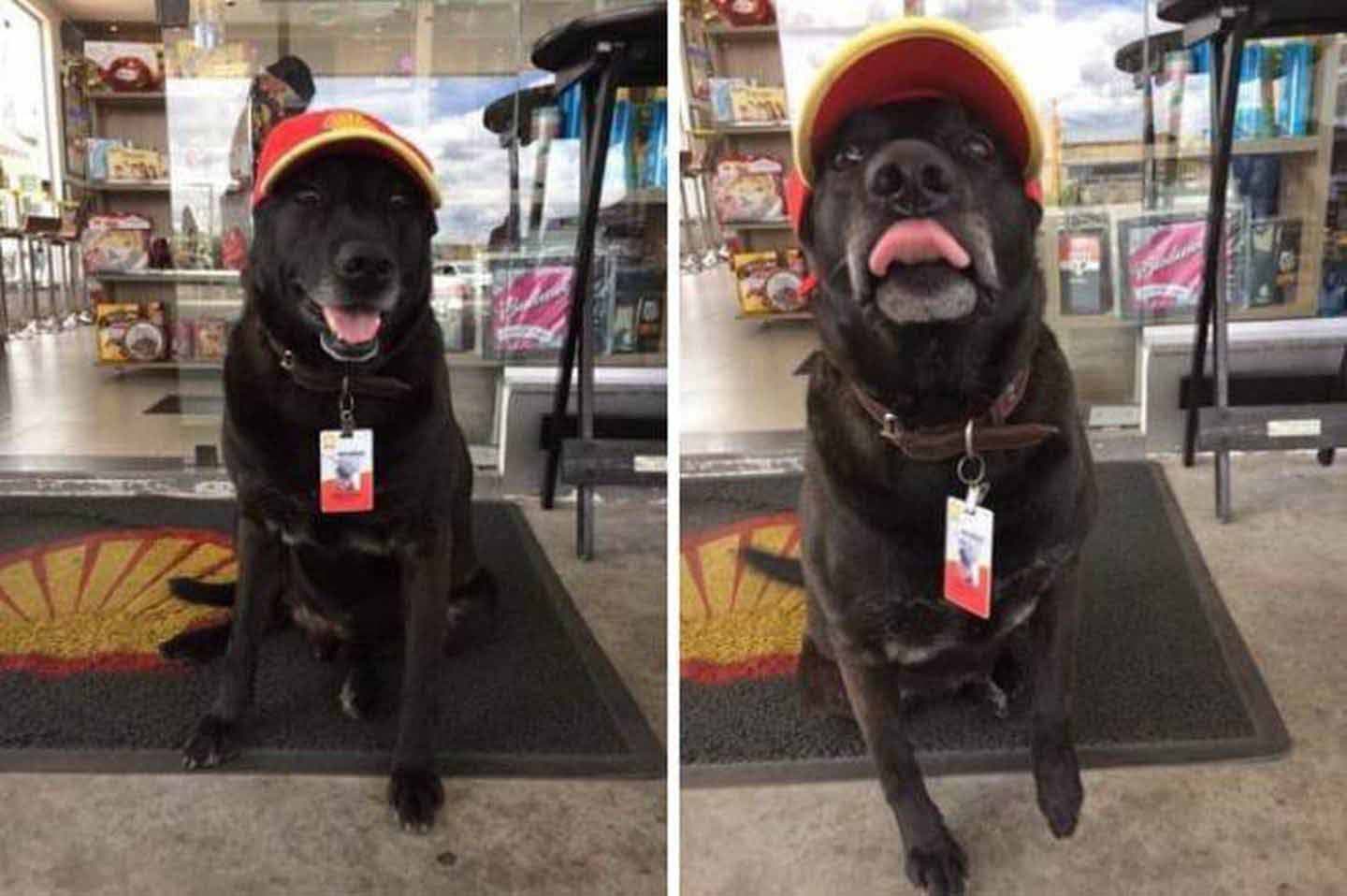 Le chien Negão avec sa casquette Shell et son badge d’employé