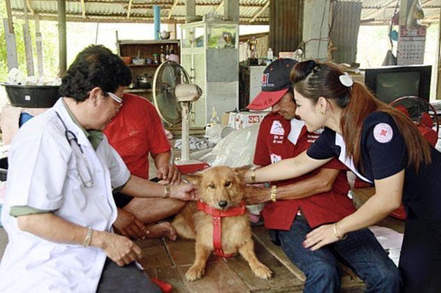 Le chien Pui reçoit des soins du personnel de la croix rouge