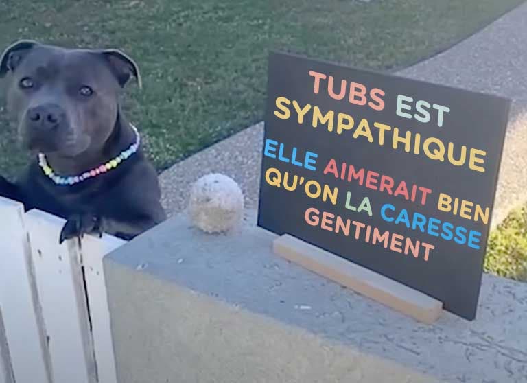Le chien Tubs