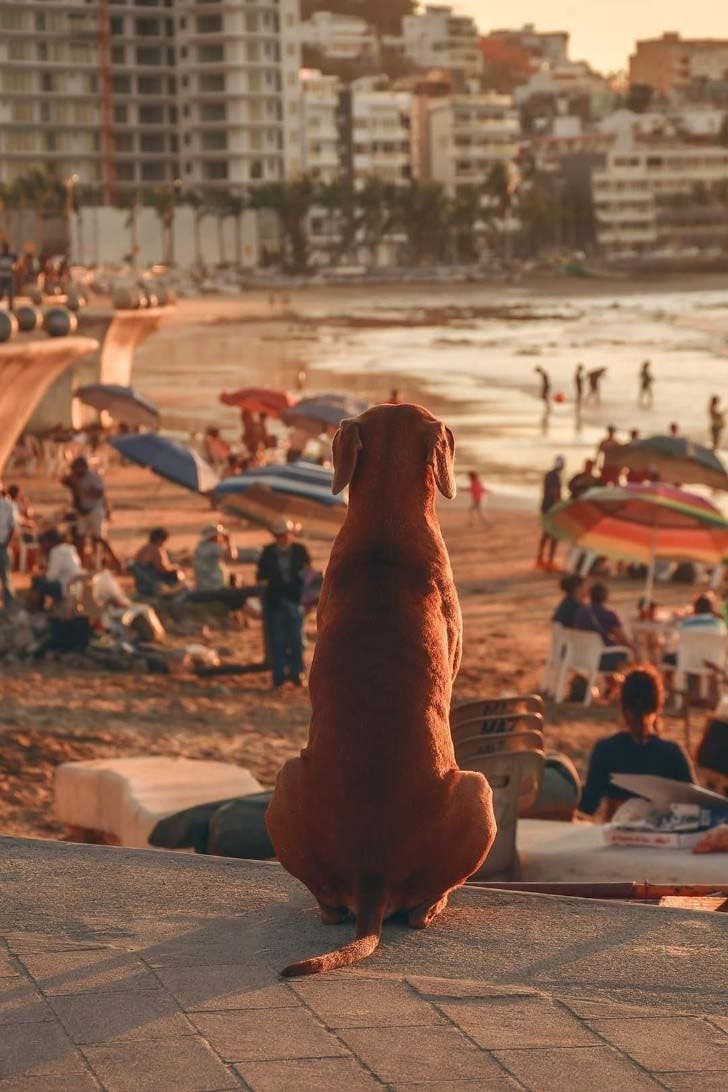 Le chien admirant le coucher du soleil