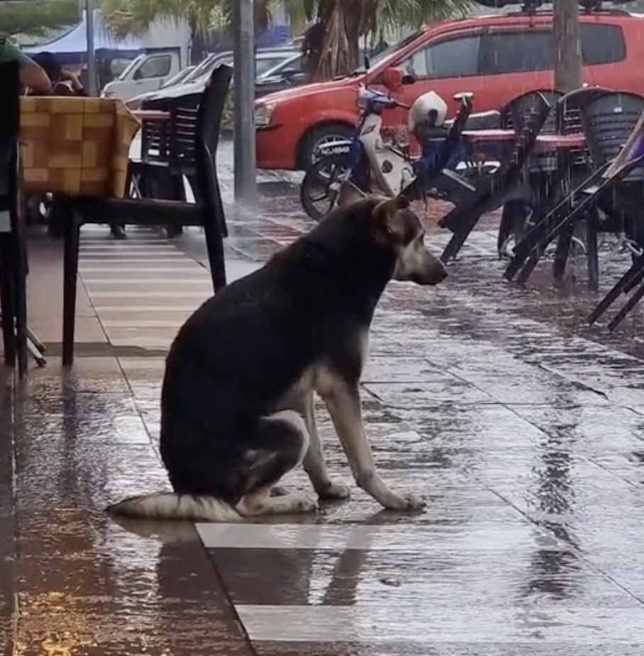 Le chien attend sous la pluie