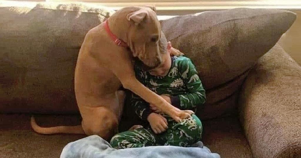 Le chien avec le bébé