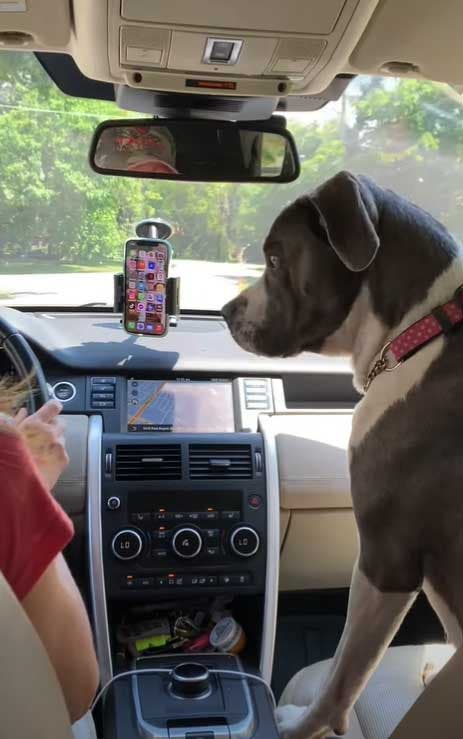Le chien avec son propriétaire dans la voiture
