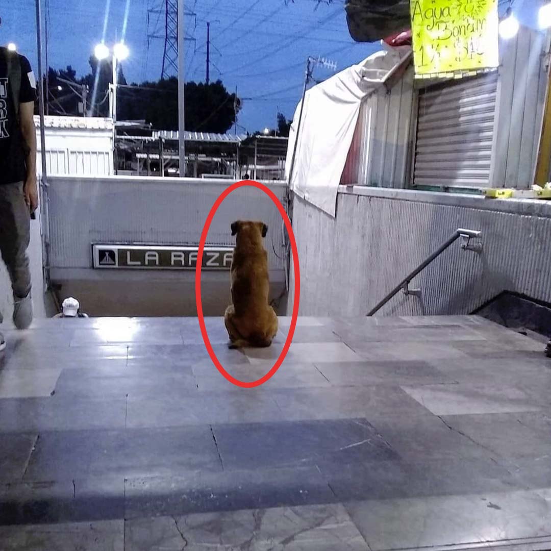 Le chien devant la station de métro
