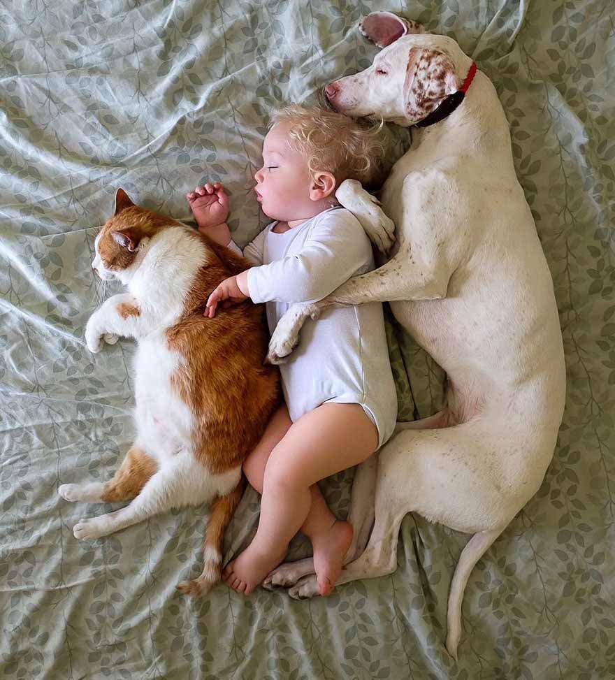 Le chien dort avec le bébé Archie et le chat
