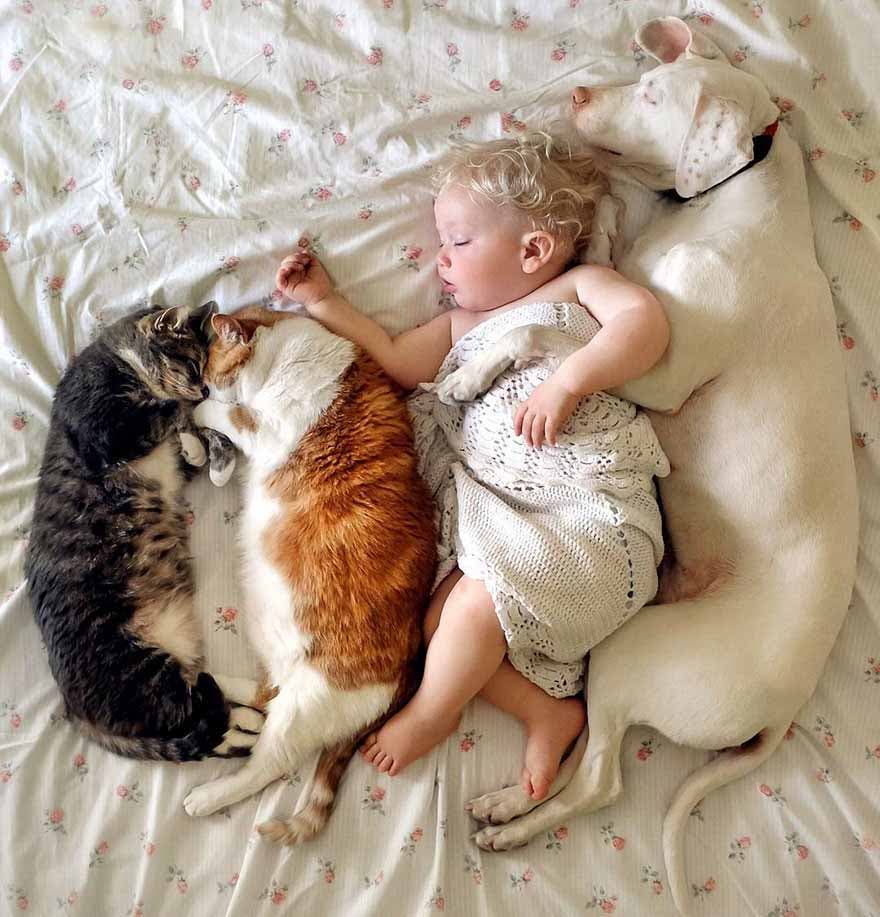 Le chien dort avec le bébé Archie et le deux chats
