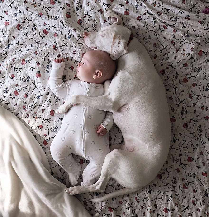 Le chien dort avec le bébé Archie