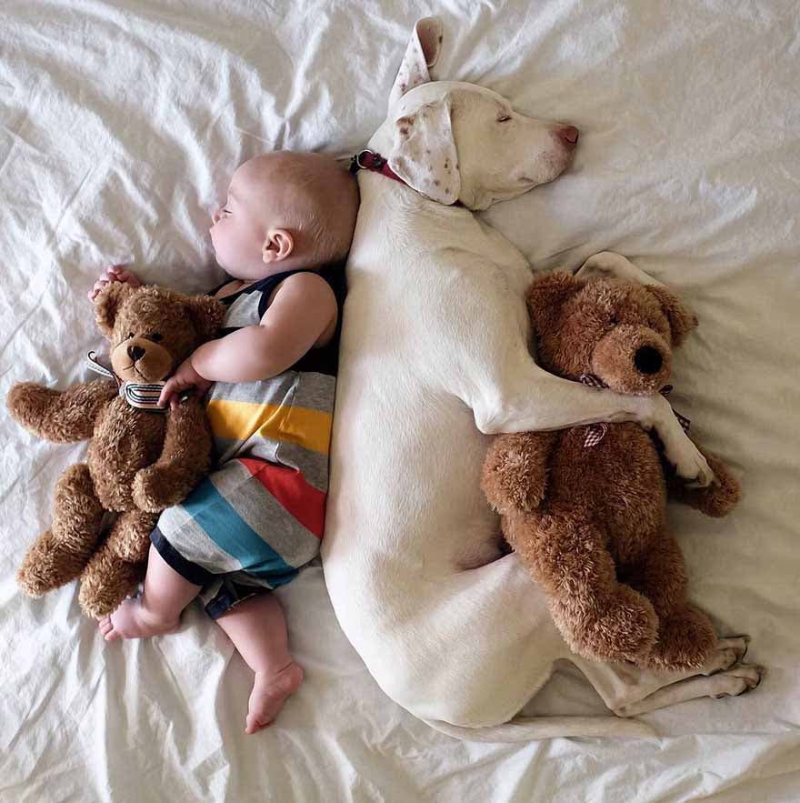 Le chien dort avec le bébé Archie2