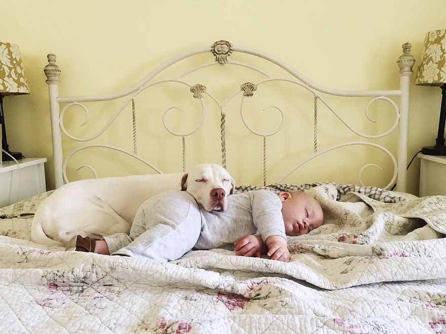 Le chien dort avec le bébé Archie4