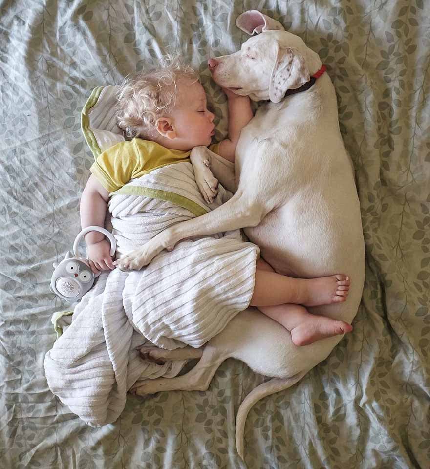 Le chien dort avec le bébé Archie5