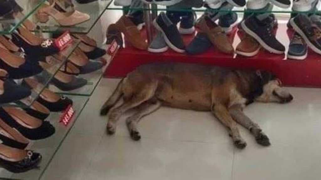 Le chien dort dans le magasin