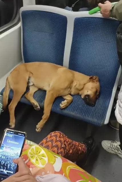 Le chien dort dans le métro