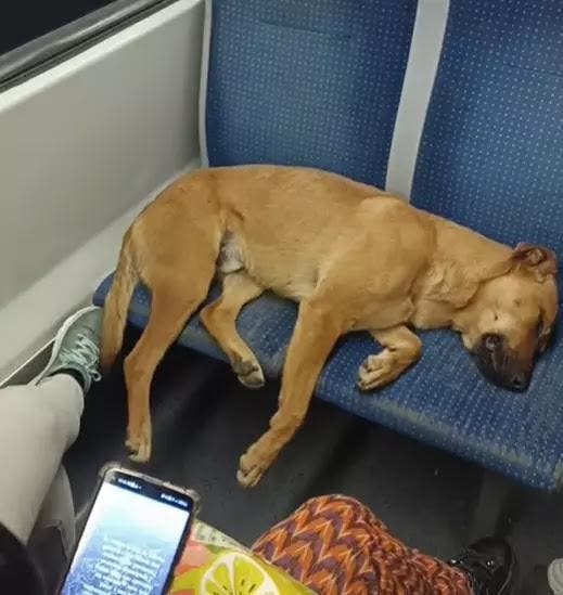 Le chien dort dans le métro1