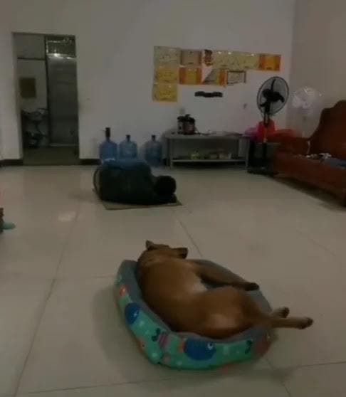 Le chien dort sur son lit
