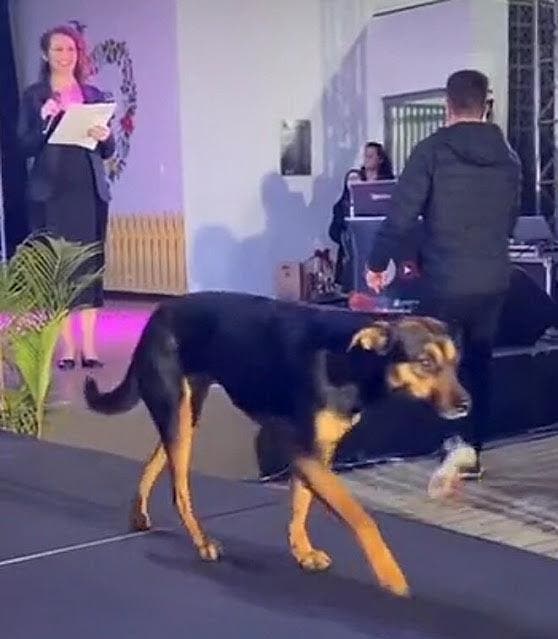 Le chien errant sur la scène