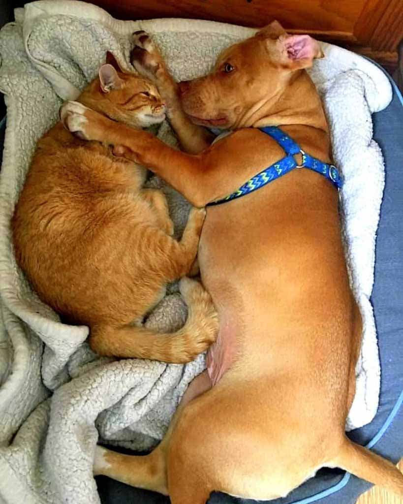 Le chien et le chat dorment ensemble