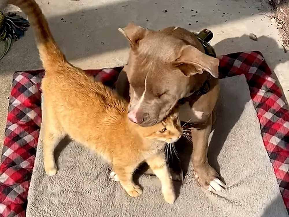 Le chien et le chat jouent ensemble