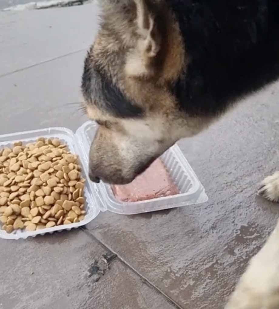 Le chien mange des croquettes