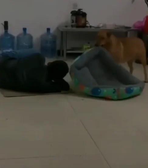 Le chien partage son lit avec son propriétaire