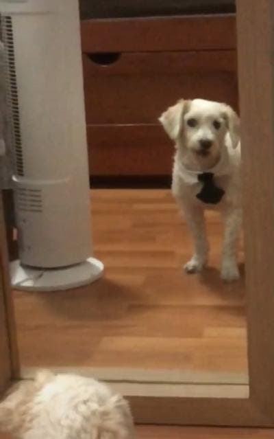 Le chien portant une cravate et regarde le miroir