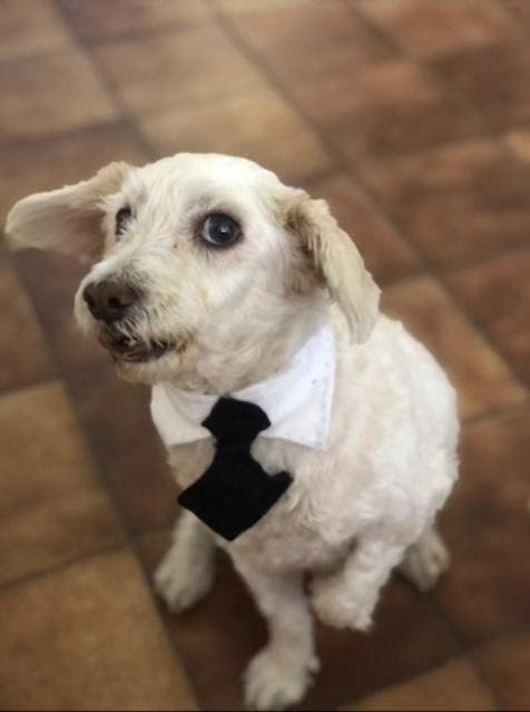 Le chien portant une cravate