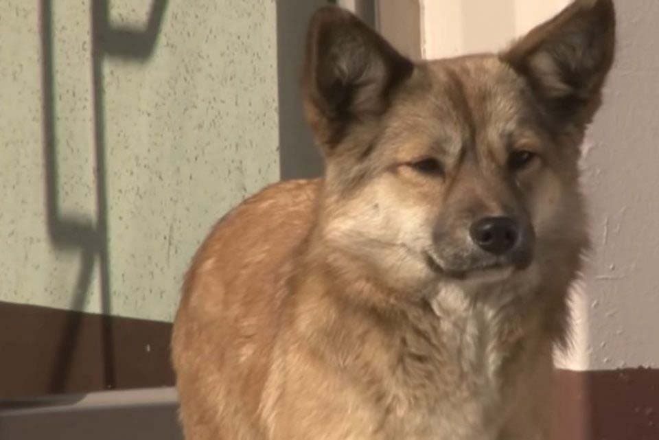 Le chien qui attend son maître