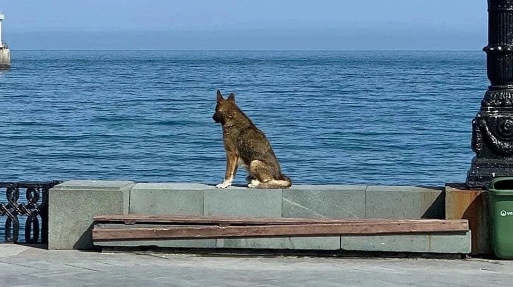 Le chien qui contemple la mer