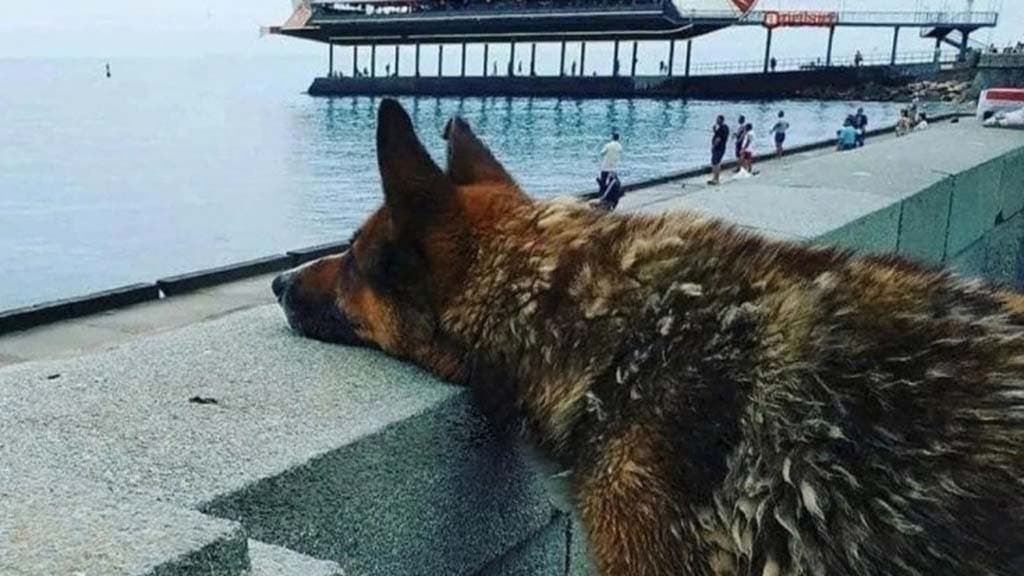 Le chien qui observe la mer