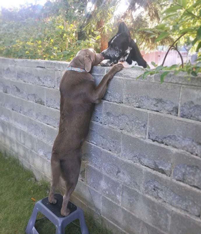 Le chien salue son voisin et monte sur un escabeau