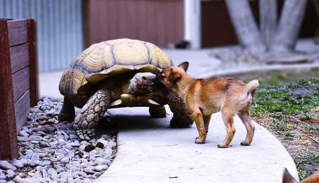 Le chiot embrassant la tortue