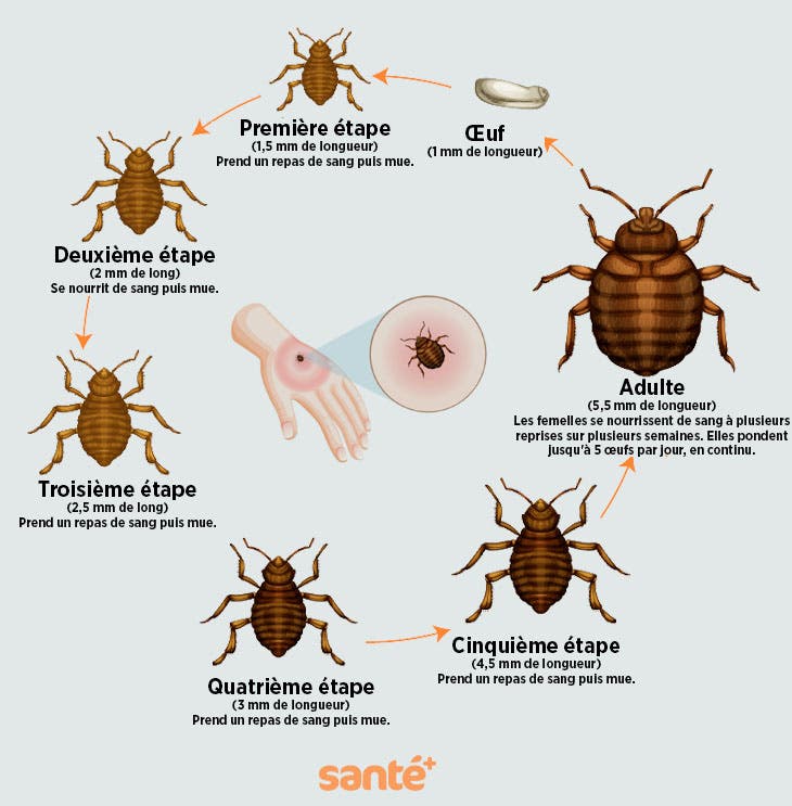 Le cycle de vie des punaises de lit