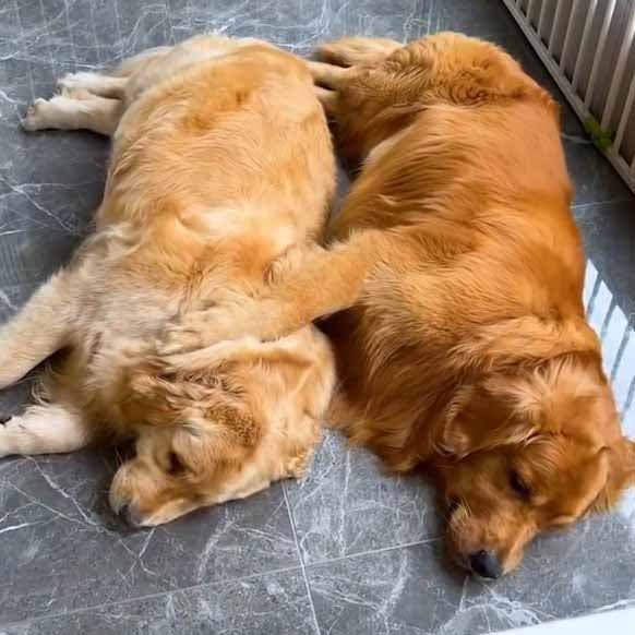 Le golden retriever dort à côté de sa compagne enceinte