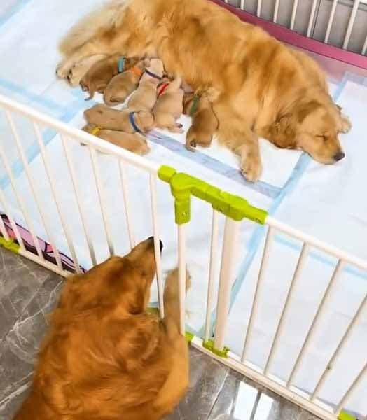 Le golden retriever veillant sur sa compagne et ses bébés chiots