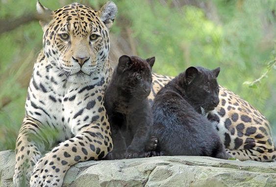 Le jaguar avec des panthères noires
