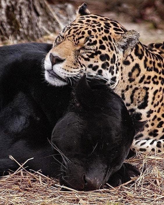 Le jaguar et la panthère noire