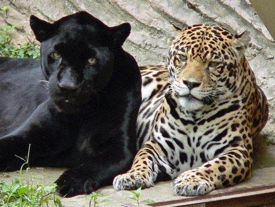 Le jaguar et la panthère noire1