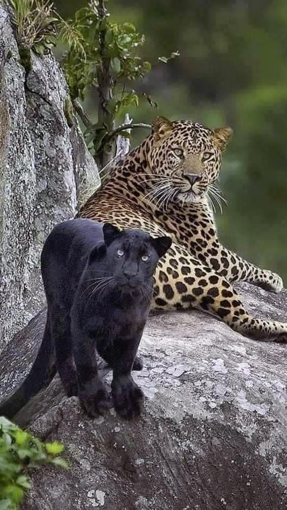 Le jaguar et la panthère noire2