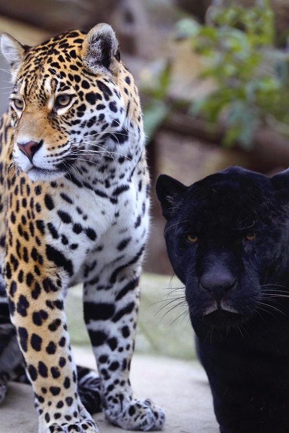 Le jaguar et la panthère noire3