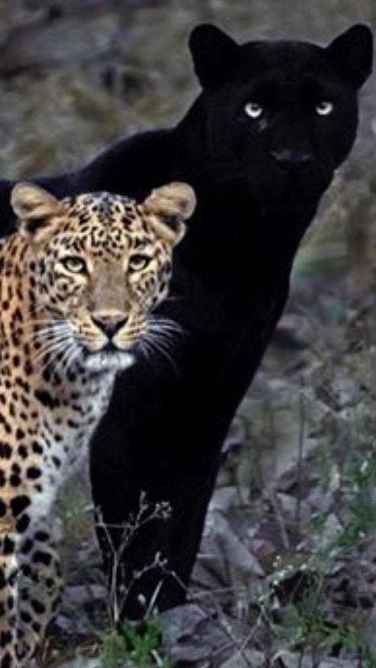 Le jaguar et la panthère noire4