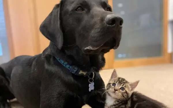 Le labrador Bertie et un chaton
