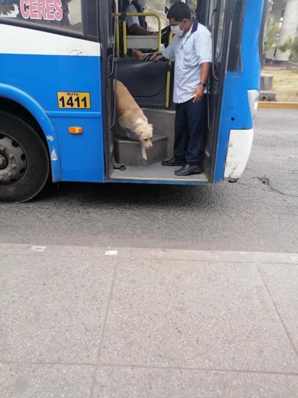 Le labrador Gringo perdu1